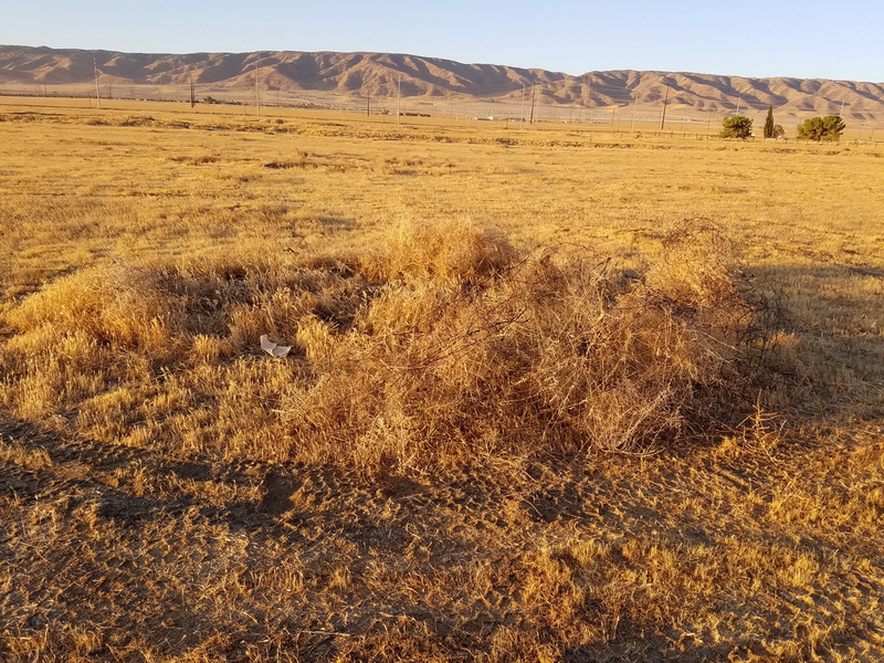 The field where the robot grabbed Bunge’s gun (LA Sheriff’s Department)